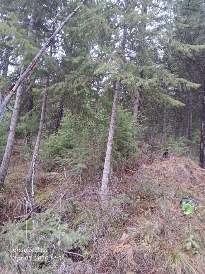 Chosen tree for junkpole horizontal piece 