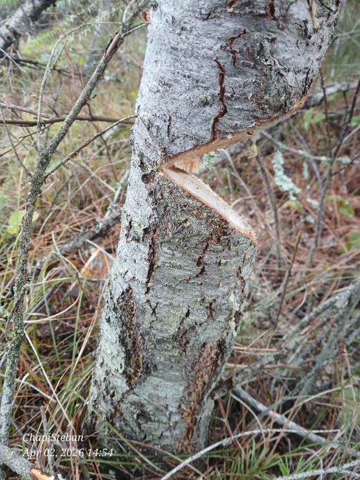 [Thumbnail for 20260402_145426.jpg]