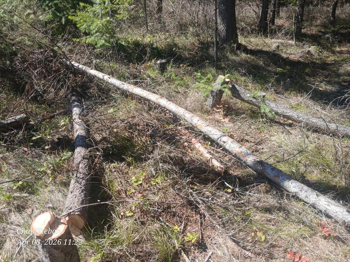 Harvesting some woody trees for junkpole horizontal pieces 