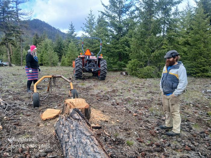 Assessing the recent felled live tree 