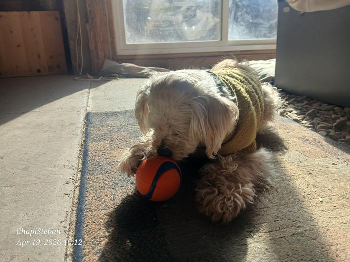 a little dog in a sweater plays with a new ball