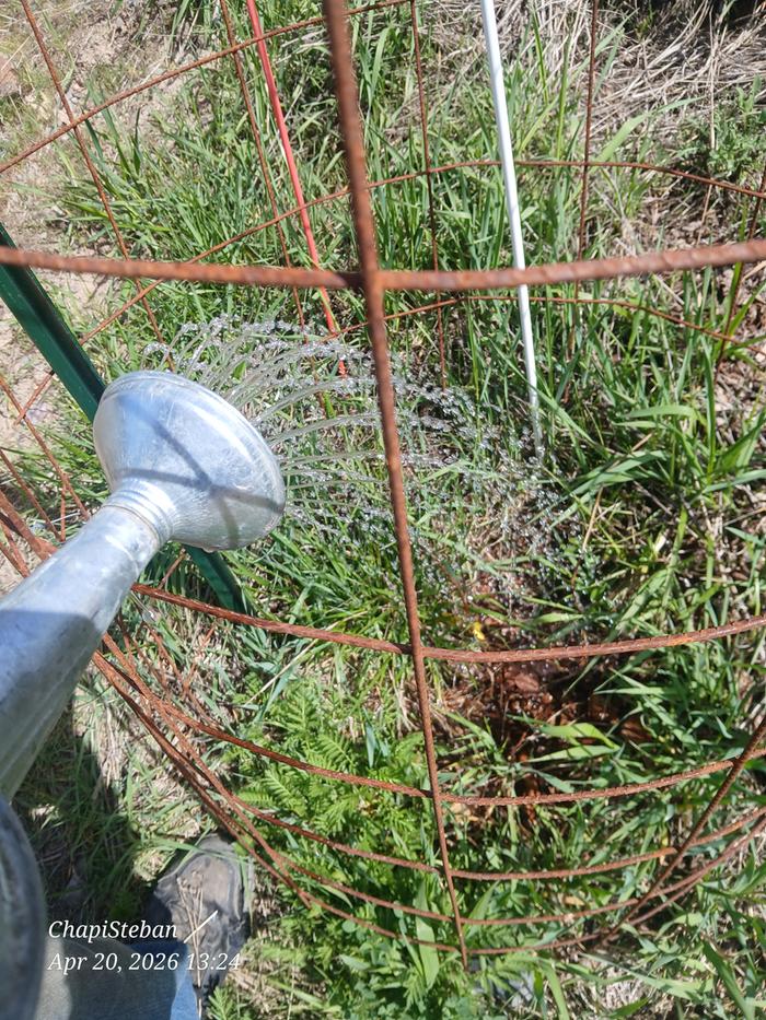 watering a fruit tree in a fenced enclosure
