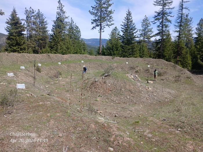 Lemon tree site 