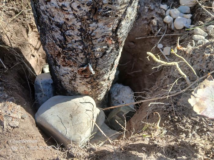 rocks forming a gravel sock around a junkpole fence post