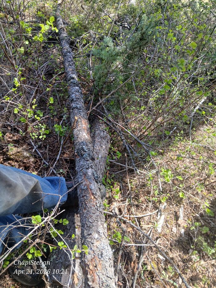 Harvested one more tree 