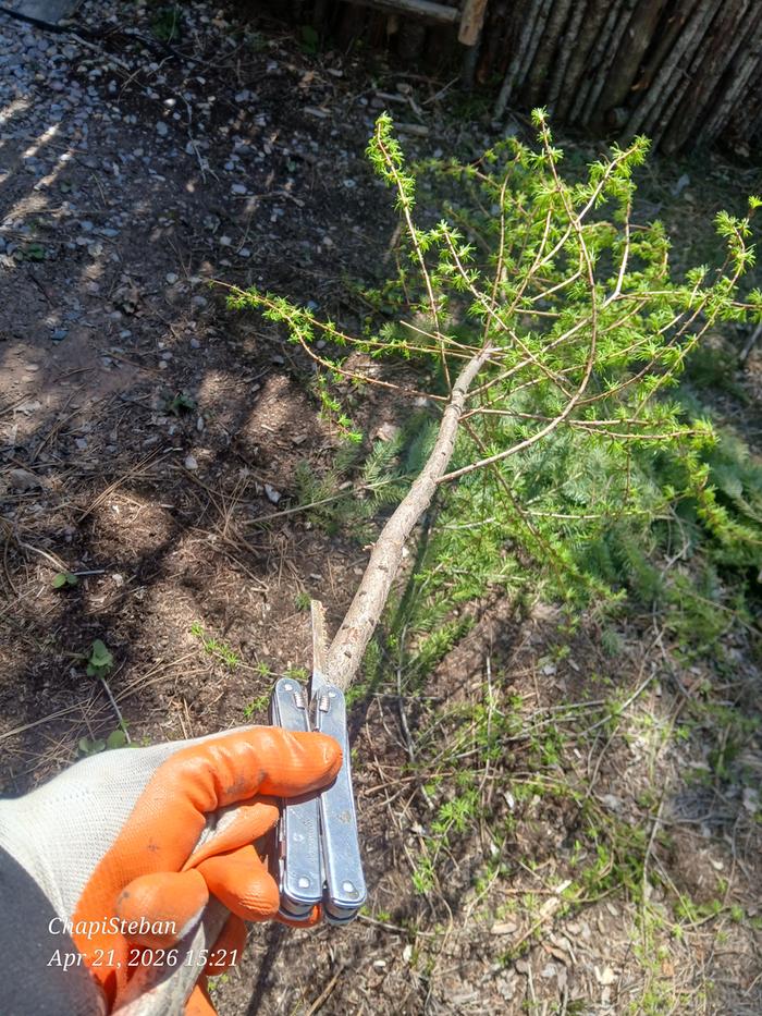 Harvesting junkpoles ...