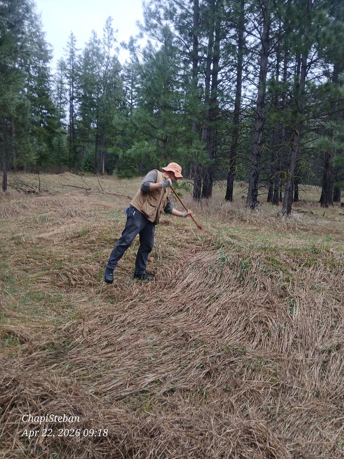 Stephen hard at work as usual gathering mulch 