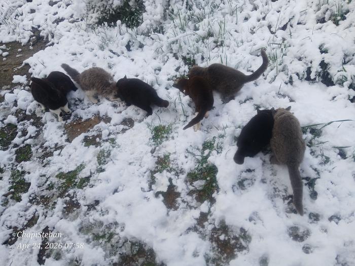 Basecamp cat's getting their morning meal 