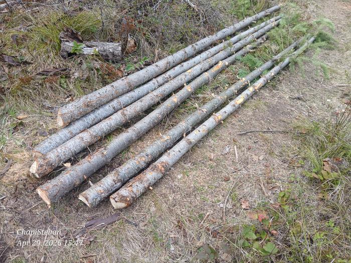 Felled, delimbed and ready to be used for horizontal pieces 