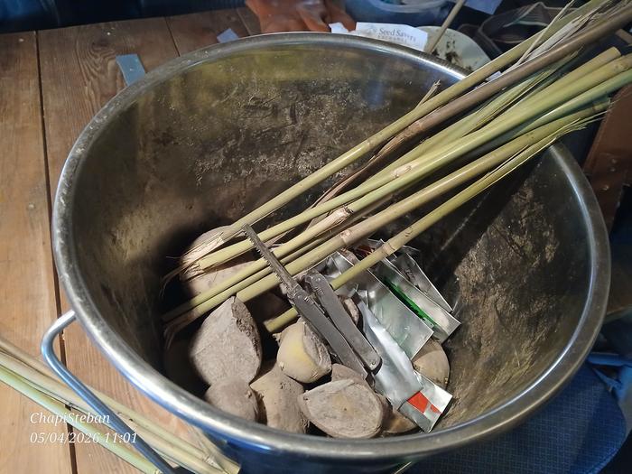 Time to plant these potatoes 