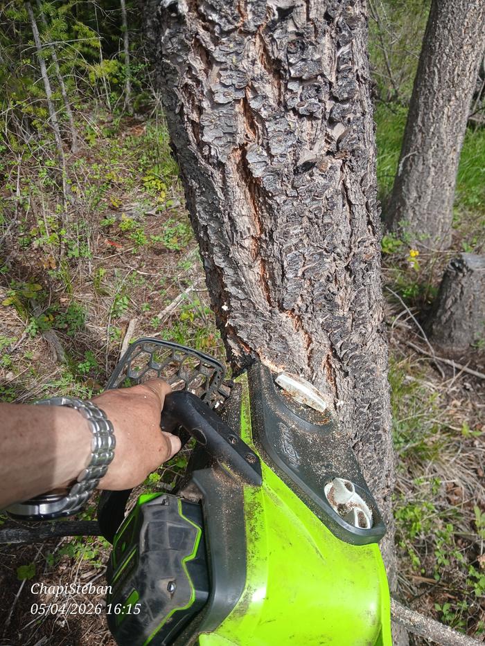 Live tree felling ... demonstrated safe felling S.O.P's to Shawn and Lorenzo as well during the process 