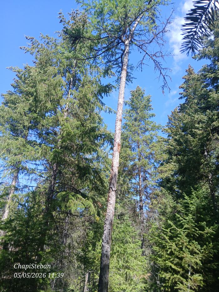Chosen tree 