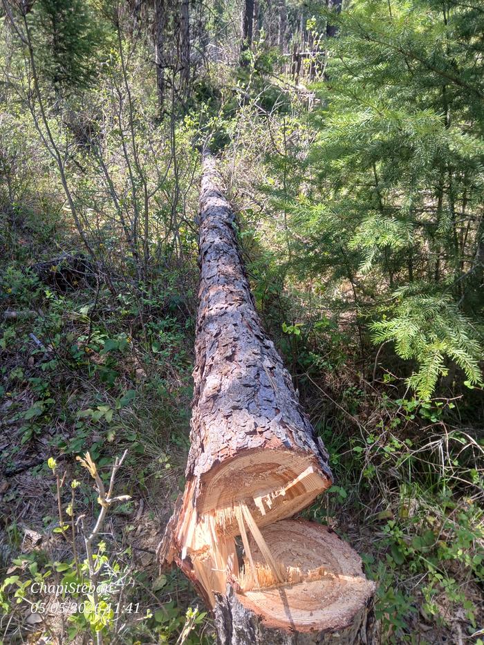 Timber!!