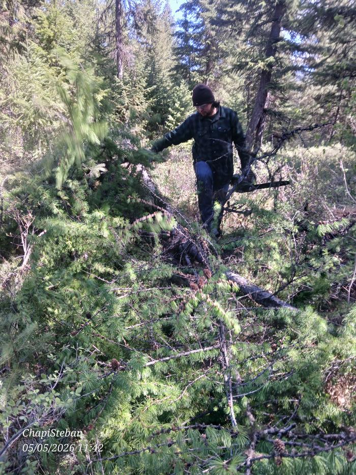 I had Lorenzo delimb the tree 