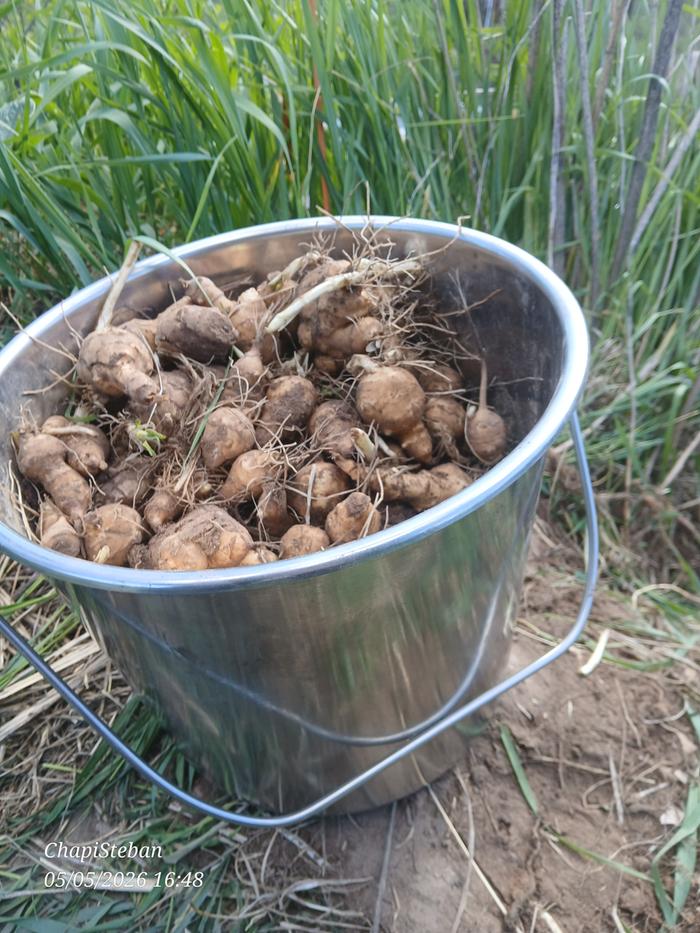 Sunchokes harvested 