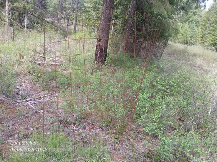Also I headed over to the pond ... and brought over a 9' section of cattle fencing to the Abbey for use of a tree cage 