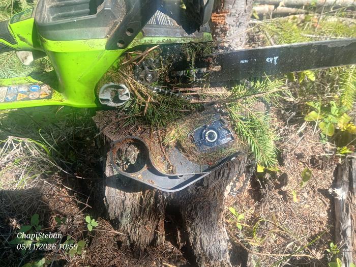 One hour into harvesting junkpoles for pickets ... the chainsaw chain slipped off and is quite packed with debris 