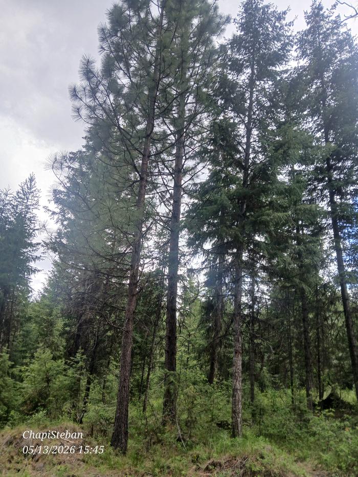 Chosen tree 
