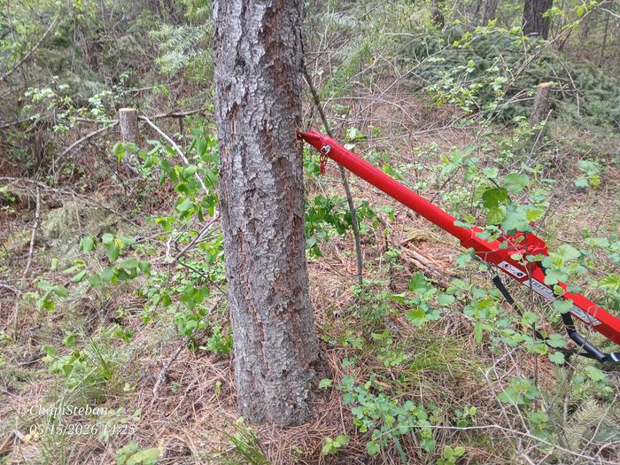 Then live tree felling 