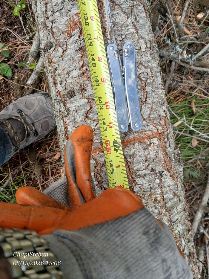 Marking 12' lengths for bucking 