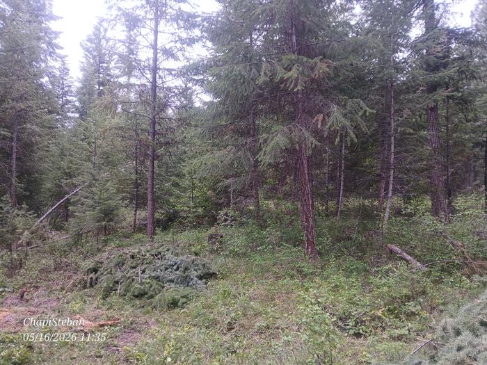 Chosen area to start harvesting for junkpoles 