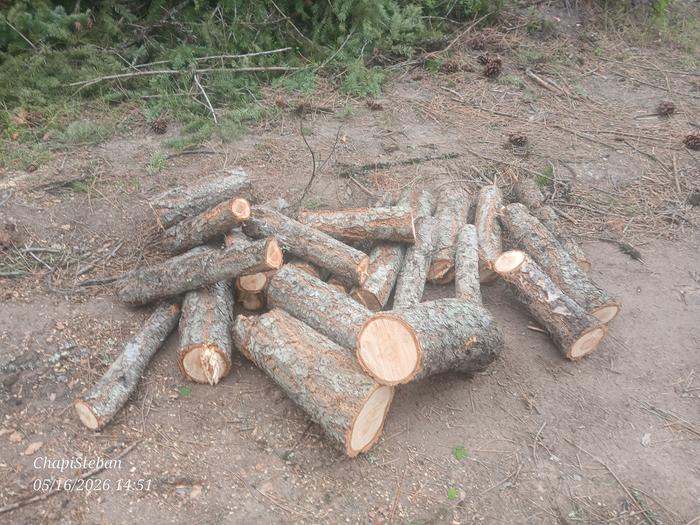 All the stumps 