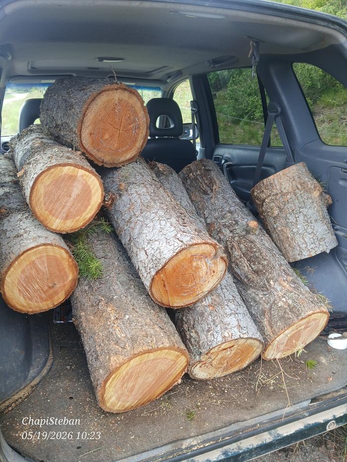 Collected the 3' bucked logs 