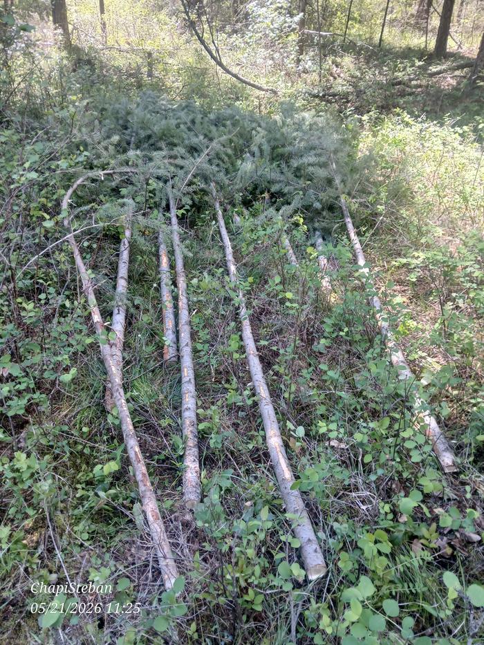 A few junkpoles that was harvested and needs to be delimbed 