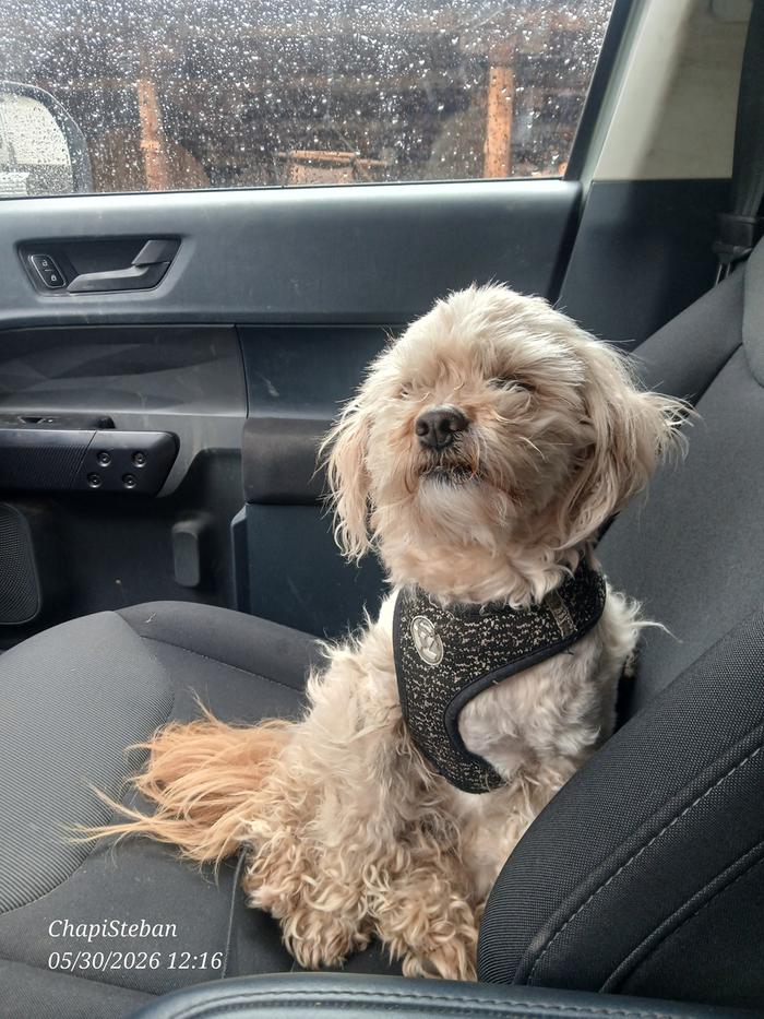 My little fur baby is ready to go lol 
