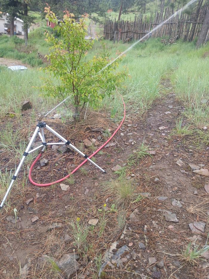 Sprinkler setup at Apricot Alley