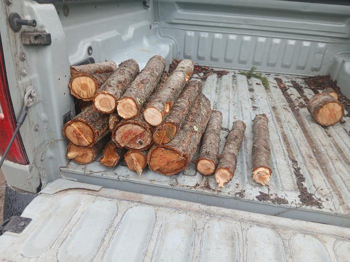 Some more little logs for the Solarium's fire rack 