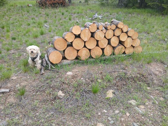Logs that I will be staging in the solarium for firewood 