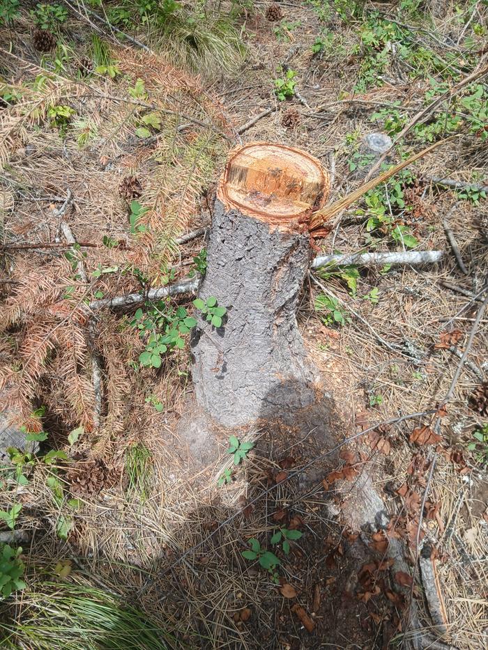 Time to remove the all the left behind stumps 