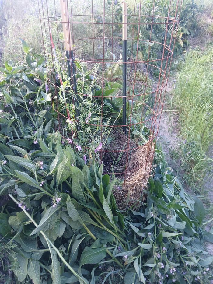 a cage to protect growies on a berm