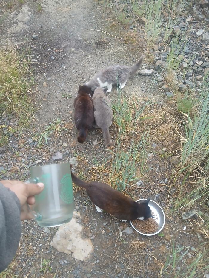 Cat feeding time 