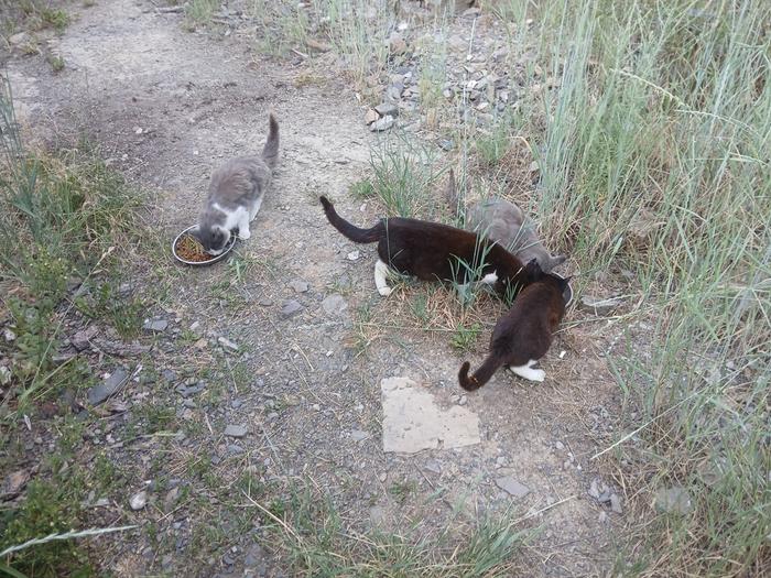 Feeding of the cats 