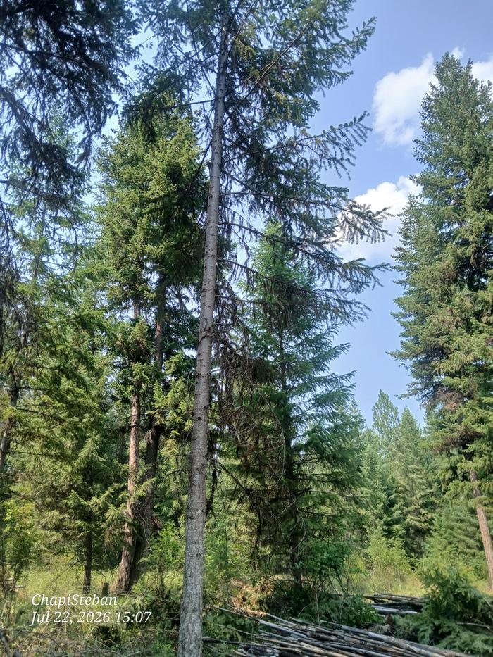 I need some posts ... so felling a tree 