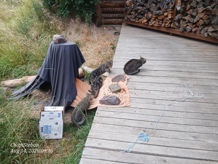 Fed the cats at the Abbey 