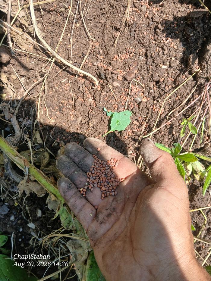 Planting some seeds 