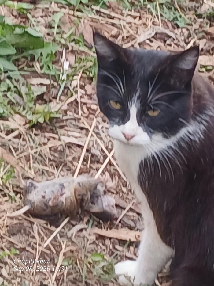 Black Spark with her prey ...