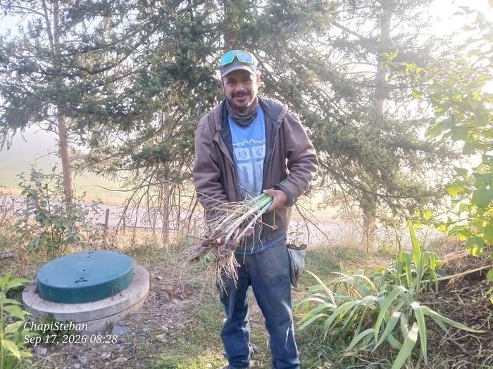 Harvested some walking onions 