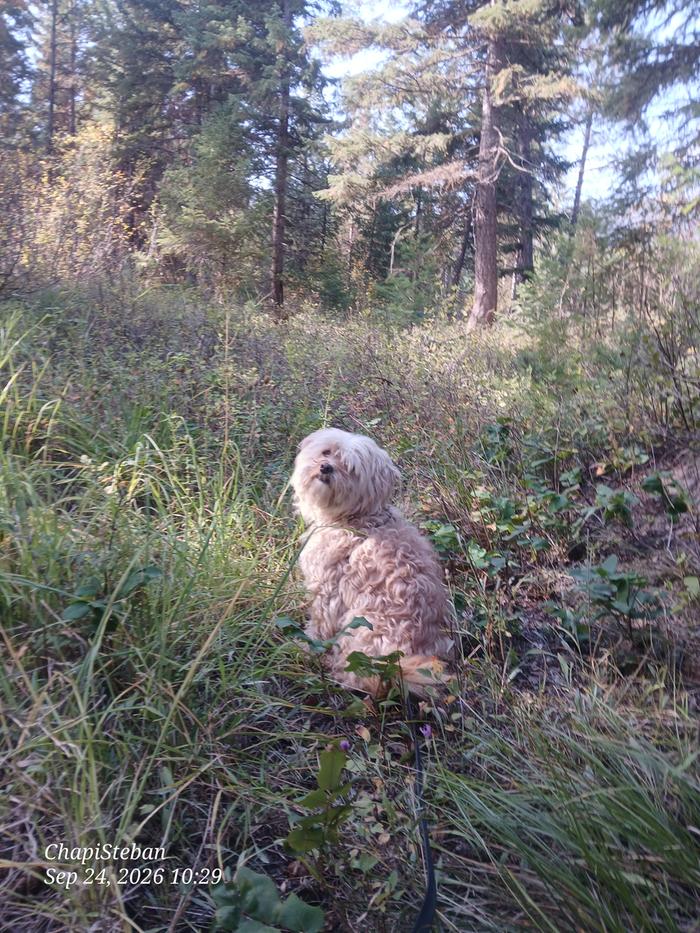 Chapito scouting out the next area to harvest for junkpoles 