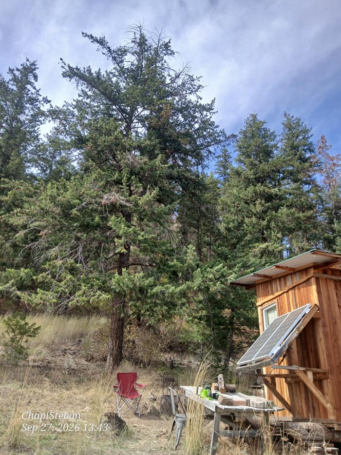 Tree behind the red chair volunteered to be part of the east berm project 