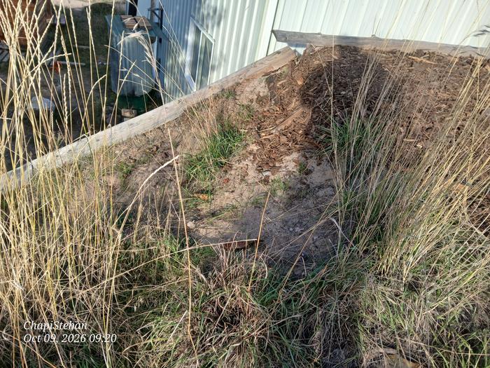 Will be laying down mulch from chop and drop... to cover the bermshed wing walls leading up to its roof ... 