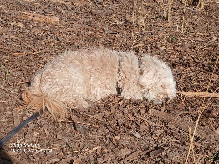 My little guy on his nap break on the bermshed roof while lay mulch down 