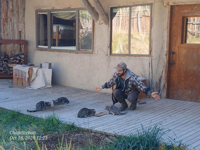 Cats are fed 