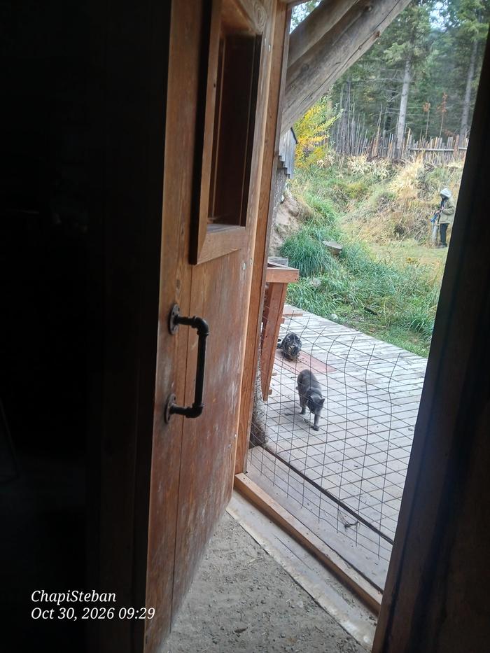 Metal fencing to keep cats out while we work 