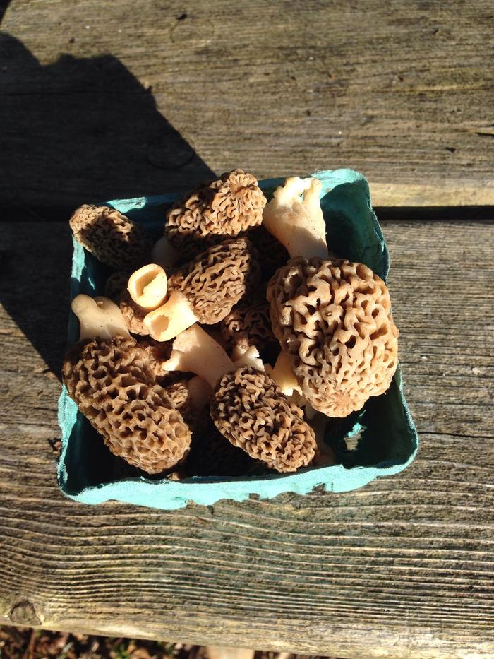 morels