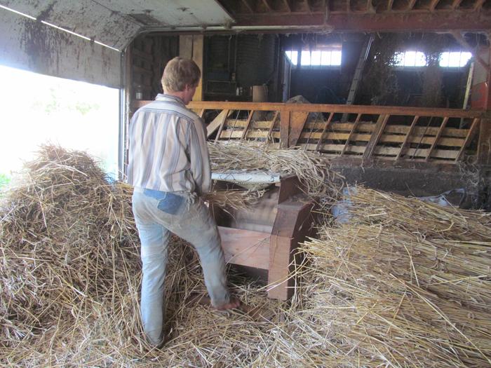 Grain Thresher in Action