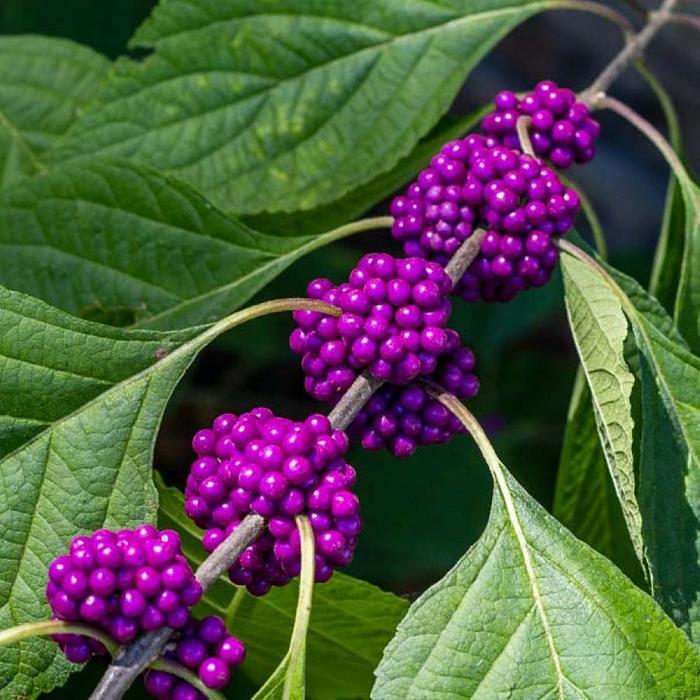 [Thumbnail for Callicarpa-americana-Beautyberry-berries.jpg]